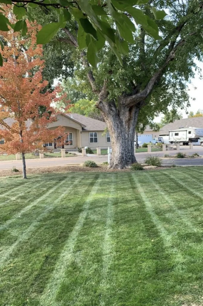 Consistent Weekly Lawn Care for a Healthy, Vibrant Yard in Waxhaw, NC