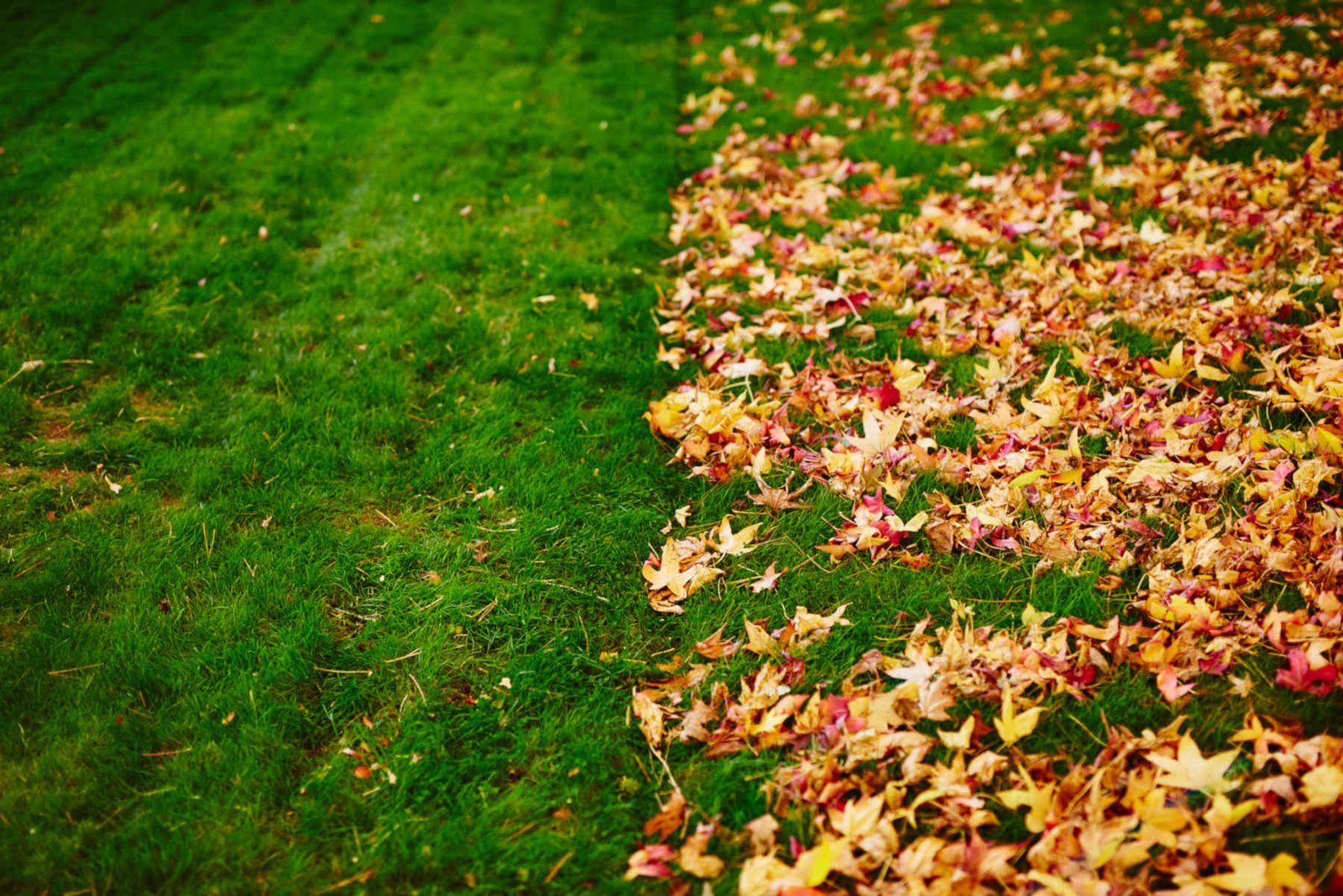 Leaf Removal in Waxhaw, NC