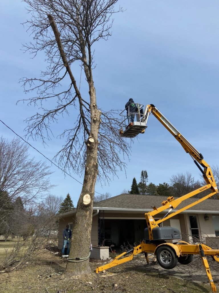 Services 5 Professional Tree Health & Disease Treatment Services in Waxhaw, NC