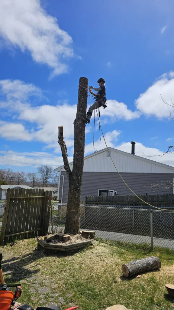 Professional Tree Removal for Safety and Property Protection in Waxhaw, NC