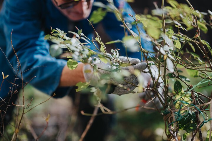Tree Trimming Services in Marvin, NC Safety Basics Professional Landscaping Services in Waxhaw, NC | Galloway Scapes, LLC in Waxhaw, NC